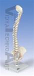 Mini Vertebral Column Spine Model, elastic (stand not included)